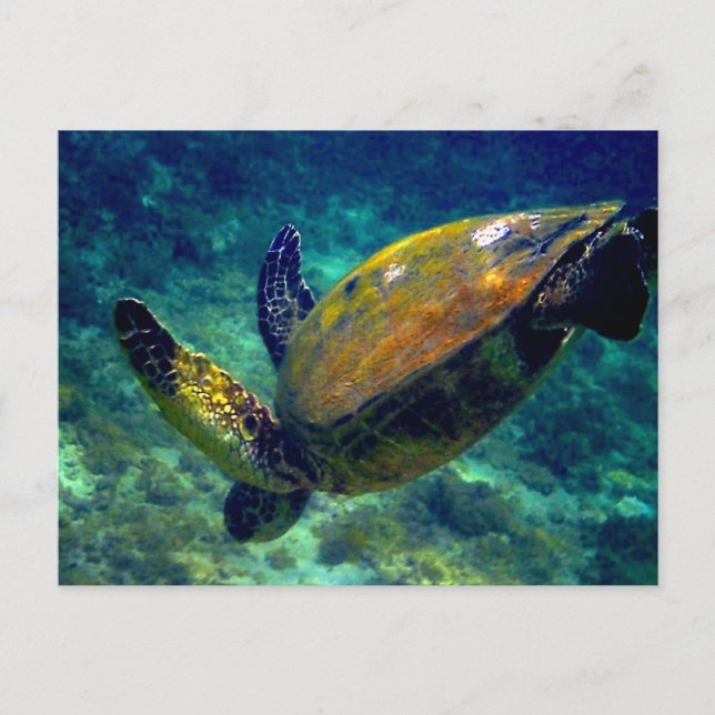 Schildkröten Postkarte (Vorderseite)