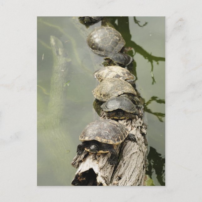 Schildkröten Postkarte (Vorderseite)