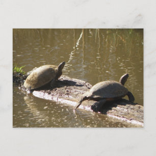 Schildkröten Postkarte