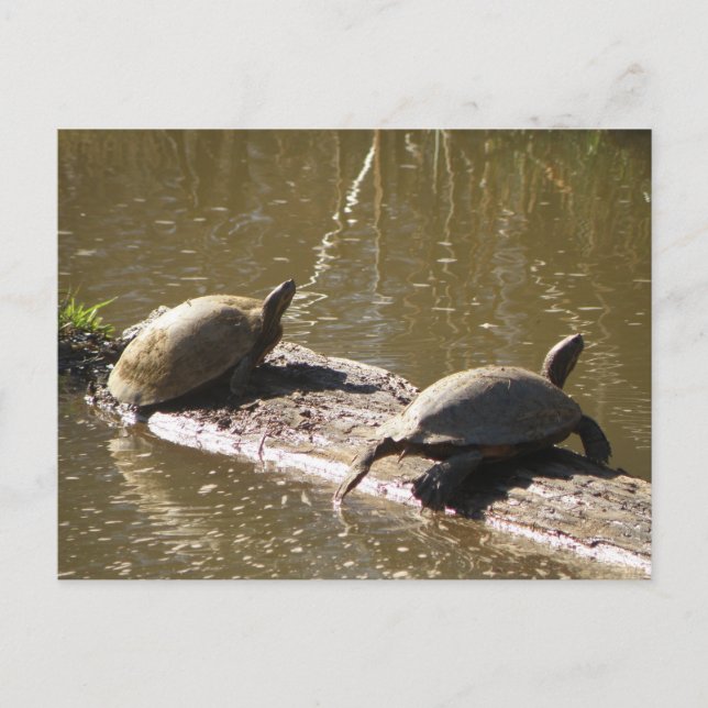 Schildkröten Postkarte (Vorderseite)