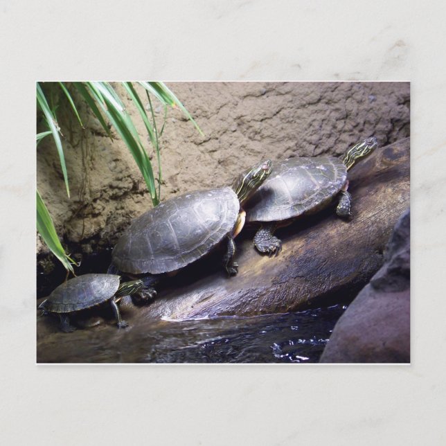 Schildkröten Postkarte (Vorderseite)