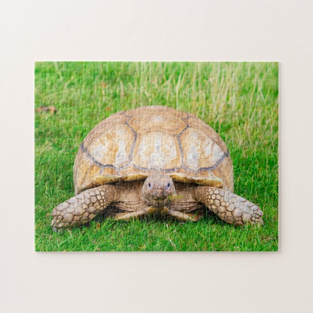 Schildkröten-Puzzle (Horizontal)