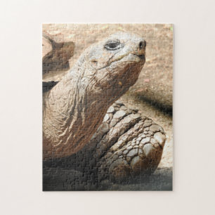 Schildkröten-Puzzlespiel
