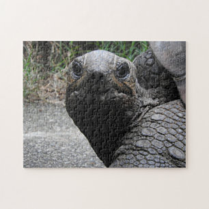 Schildkröten-Puzzlespiel
