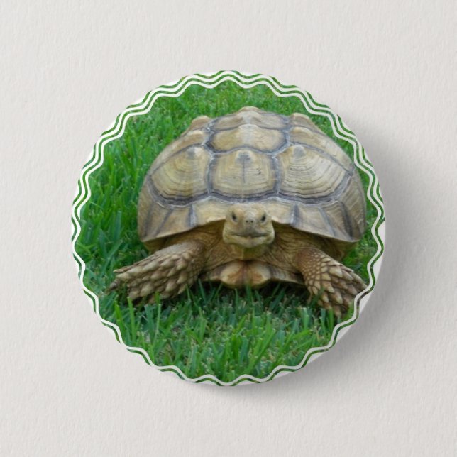 Schildkröten-runder Knopf Button (Vorderseite)