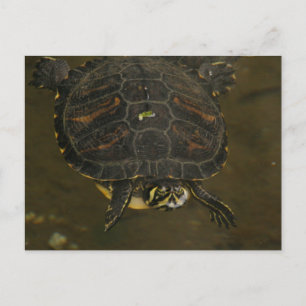 Schildkröten Teich Postkarte
