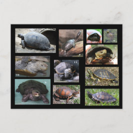 Schildkröten , Terrapine und Torts der SC Postcard Postkarte