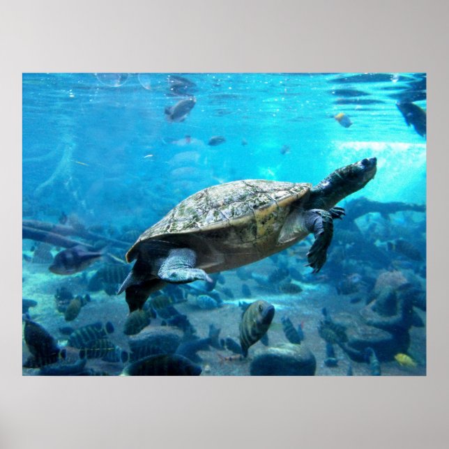 Schildkröten und Fische Poster (Vorne)
