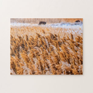 Schildkröten von Antelope Island, Utah - 11x14 - 2