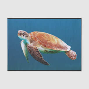 Schildkrötenblauer Foto Seidenpapier