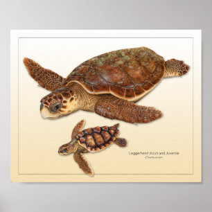 Schildkrötenerwachsene und jugendliche Schrift Poster