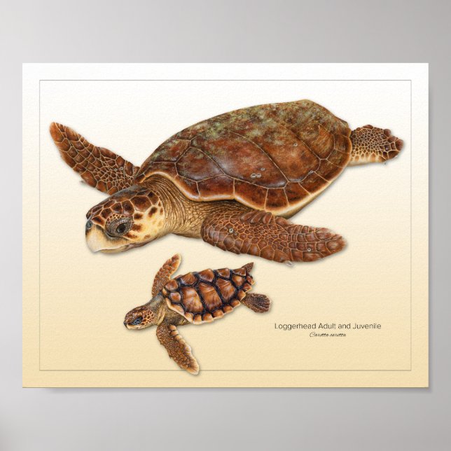 Schildkrötenerwachsene und jugendliche Schrift Poster (Vorne)