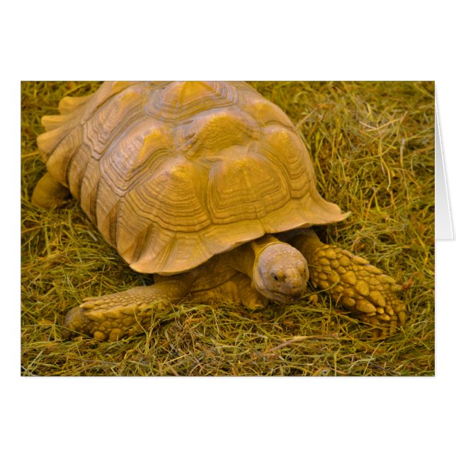 Schildkrötenkarte (Vorderseite (Horizontal))