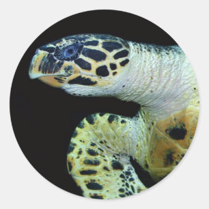 Schildkrötenkleber aus Lederrücken Runder Aufkleber