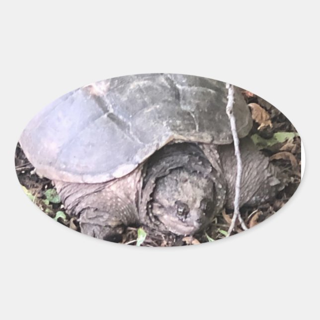 Schildkrötenkleber Ovaler Aufkleber (Vorderseite)