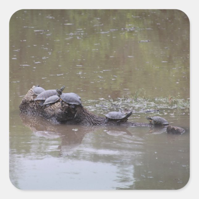 Schildkrötenkleber Quadratischer Aufkleber (Vorderseite)