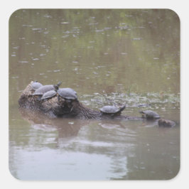 Schildkrötenkleber Quadratischer Aufkleber