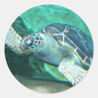 Schildkrötenkleber Runder Aufkleber