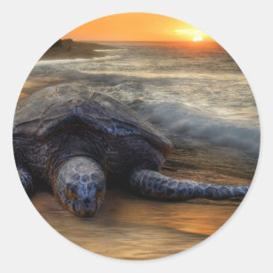 Schildkrötenkleber Runder Aufkleber
