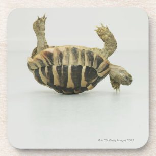 Schildkrötenoberseite - unten, balancierend auf getränkeuntersetzer