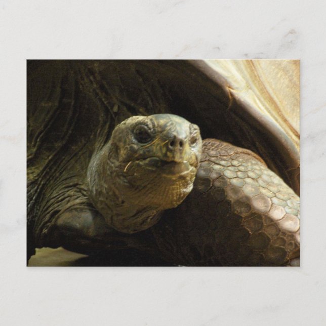 Schildkrötenpostkarte Postkarte (Vorderseite)