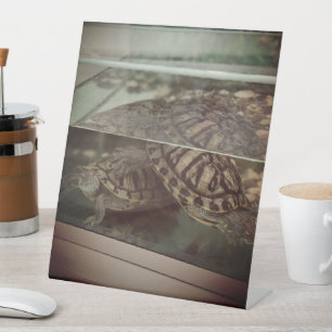 Schildkrötenschild Sockelschild