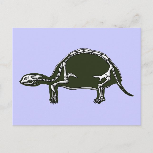 Schildkrötenskelett Postkarte (Vorderseite)