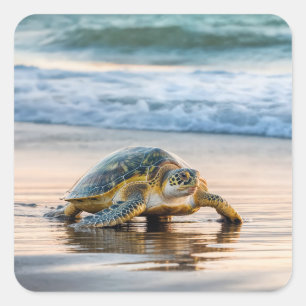 Schildkrötenwanderung auf dem Nassstrand Quadratischer Aufkleber