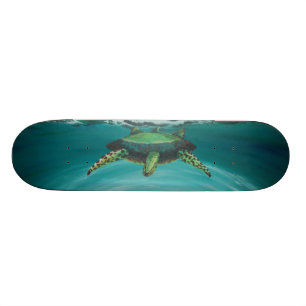 Schildkröteüberfahrt Skateboard