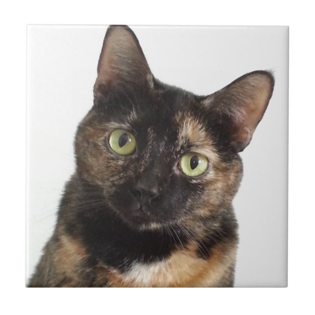 Schildpatt-Katze Fliese (Vorderseite)
