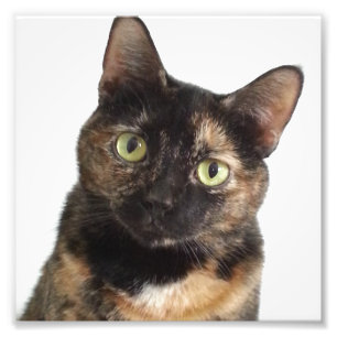 Schildpatt-Katze Fotodruck