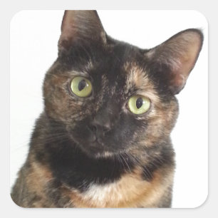 Schildpatt-Katze Quadratischer Aufkleber