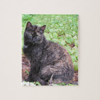 Schildpatt-schwarze Katzen-Garten