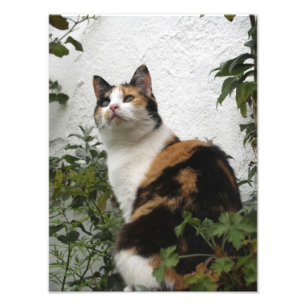 Schildpatt und weiße Katze Fotodruck