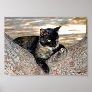 Schildpattkatze im Baum Poster