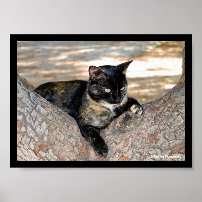 Schildpattkatze im Baum Poster (Vorne)
