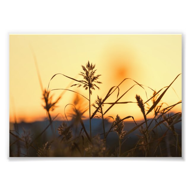 Schilf bei Sonnenuntergang im Foto drucken. (Vorne)