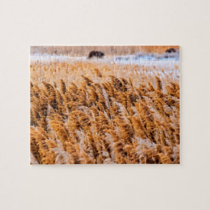 Schilf von Antelope Island, Utah - 8x10 - 110 Stk.