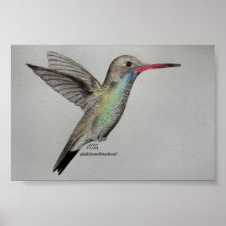 Schillernder Kolibri | Bleistiftzeichnung Kunstpri Poster
