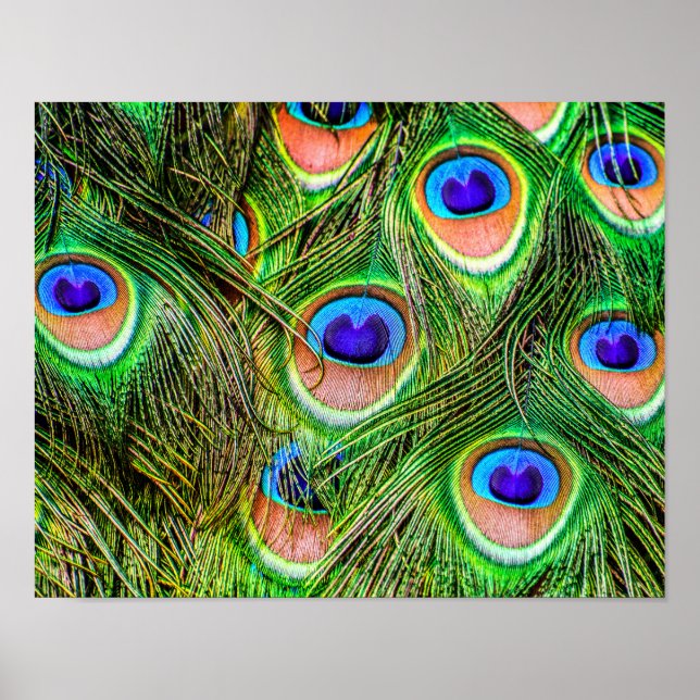 Schimmernde Peacock Feathers Poster (Vorne)