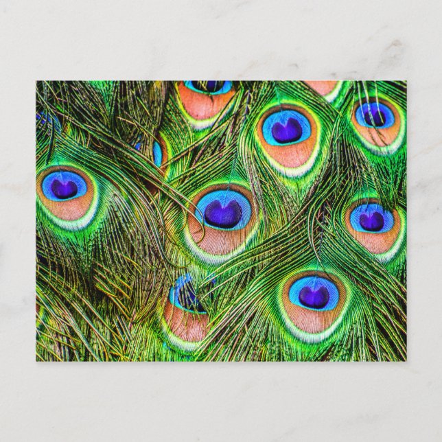 Schimmernde Peacock Feathers Postkarte (Vorderseite)