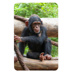 Schimpanse 001 magnet