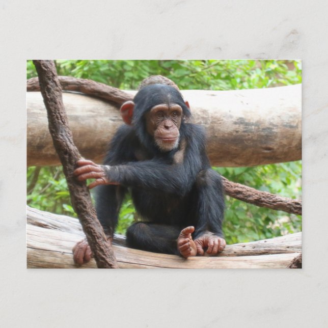 Schimpanse 001 postkarte (Vorderseite)