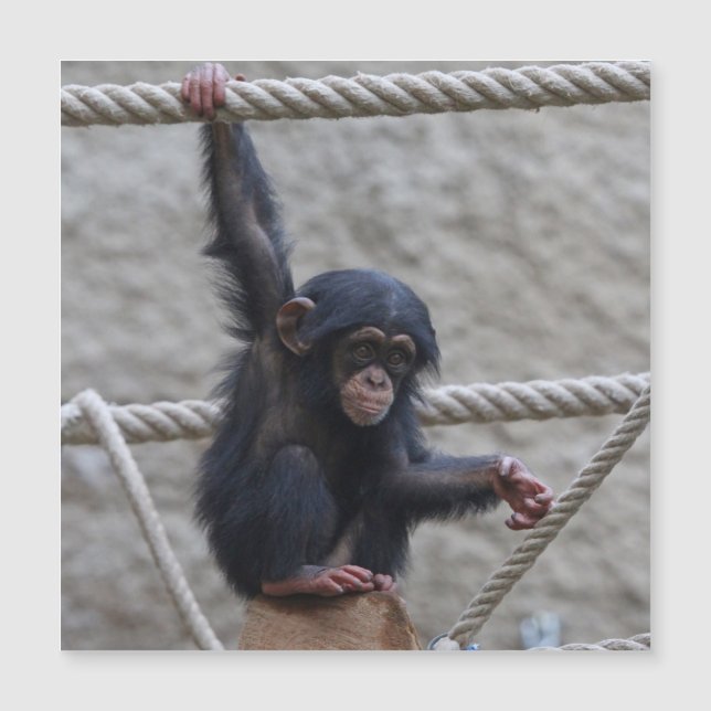 Schimpanse 017 magnetkarte (Vorderseite)