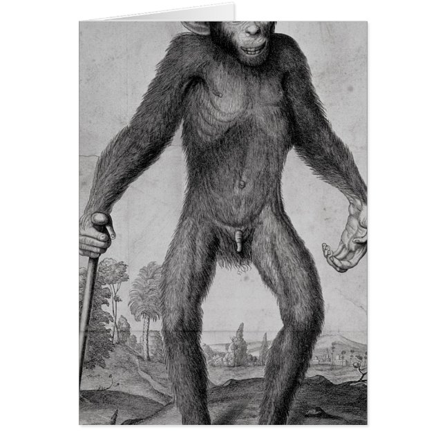 Schimpanse, 1699 (Vorne)