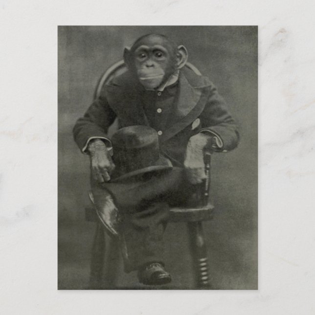 "Schimpanse Dandy" Postkarte (Vorderseite)