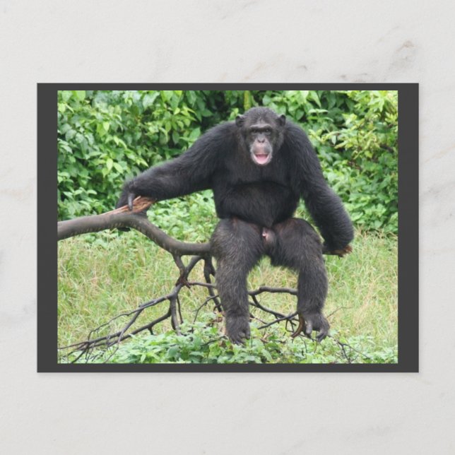 Schimpanse in Uganda Postkarte (Vorderseite)