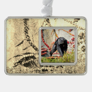 Schimpanse (Pantroglodytes), auf GrasPoster laufen Rahmen-Ornament Silber