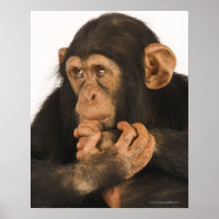 Schimpanse (Pantroglodytes). Junge Spielerin 2
