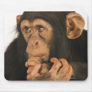 Schimpanse (Pantroglodytes). Junges playfull 2 Mousepad